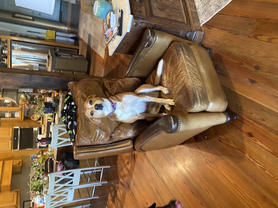 Tan and white dog sitting upright in a leather armchair