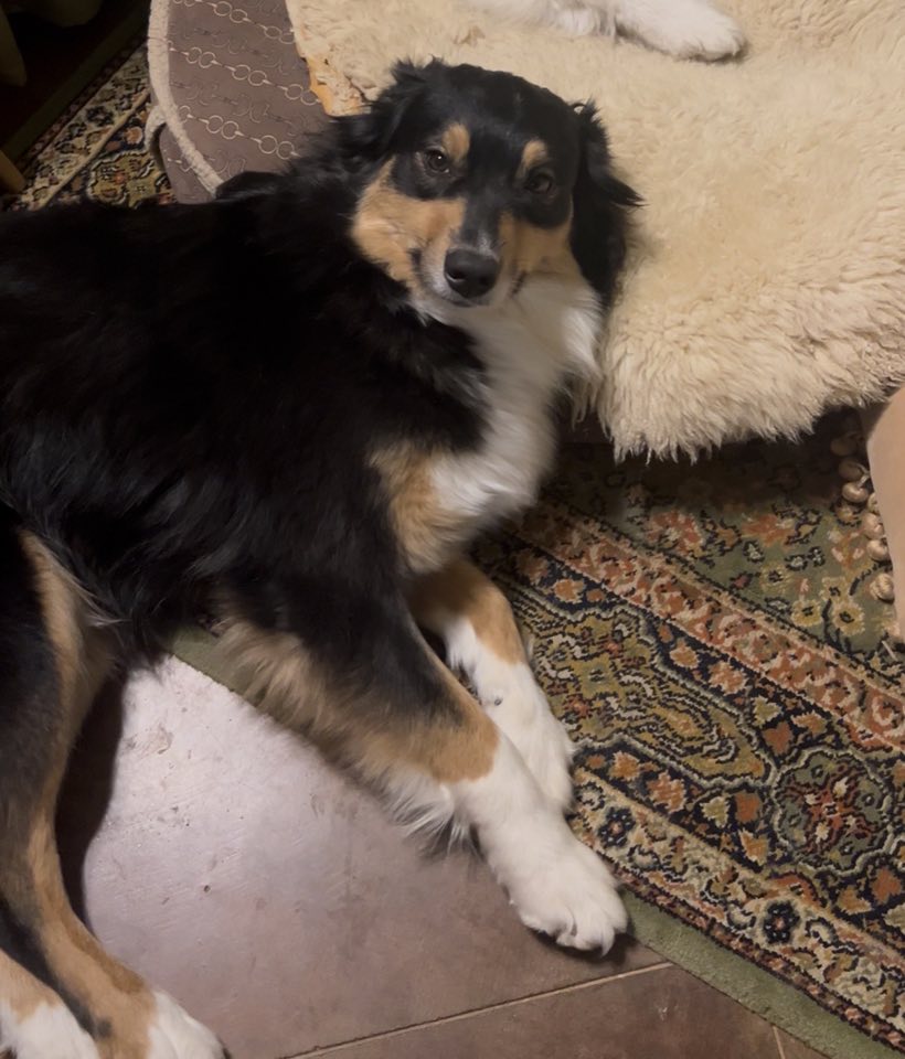 Black and tan dog resting beside a rug
