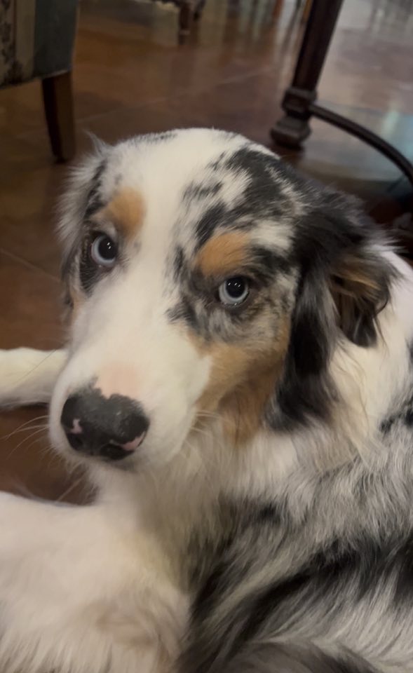 Close portrait of a blue-eyed merle dog