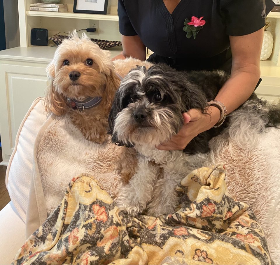 Two small dogs cuddled together on a cozy chair