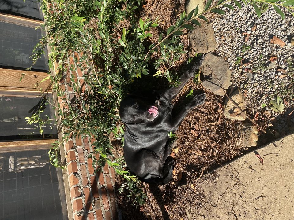 Black Labrador relaxing in a sunny garden bed