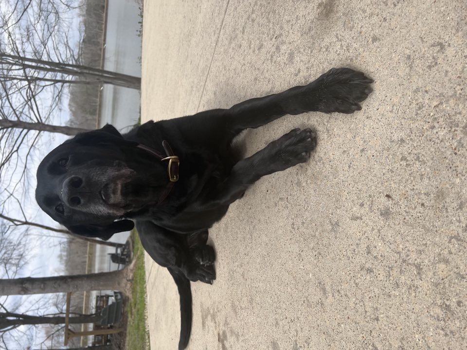 Black Labrador relaxing by a lake