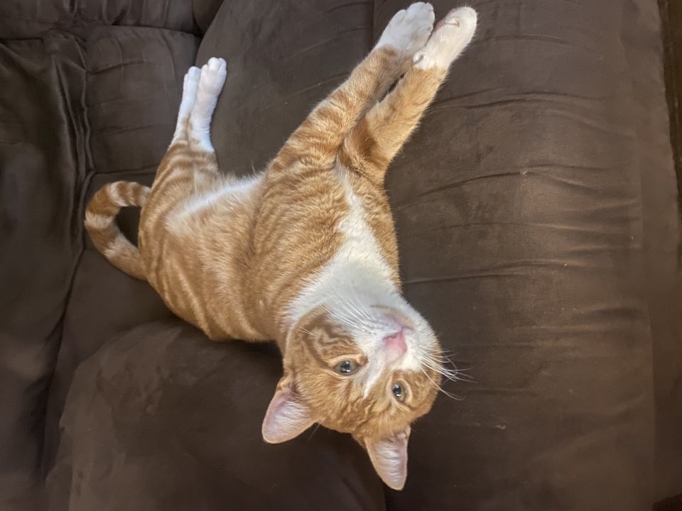 Orange and white tabby cat stretching out on a couch