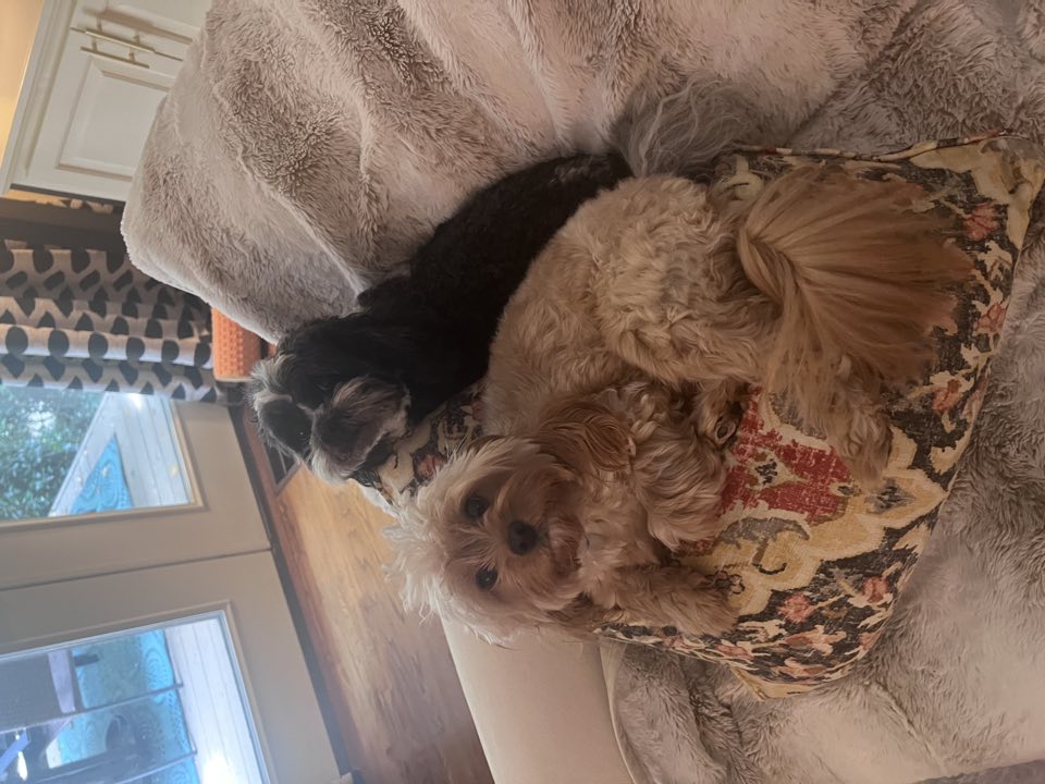 Two small fluffy dogs curled up on a patterned pillow