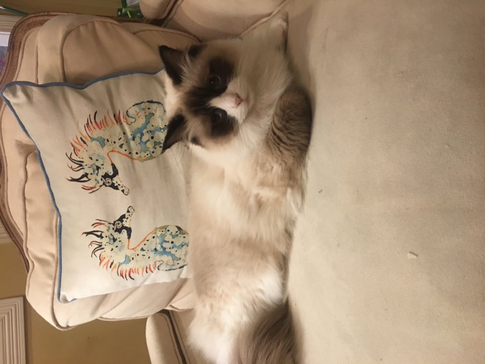 Fluffy cream and brown cat lounging in an armchair