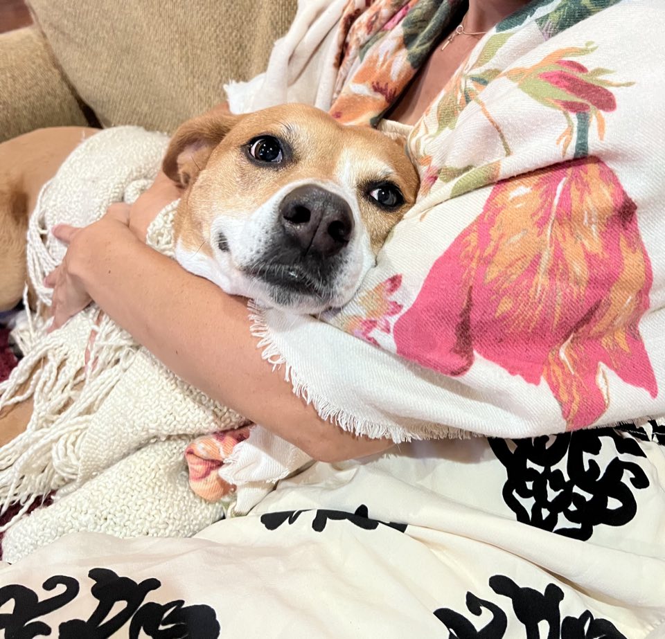 Tan and white dog cuddled in a blanket