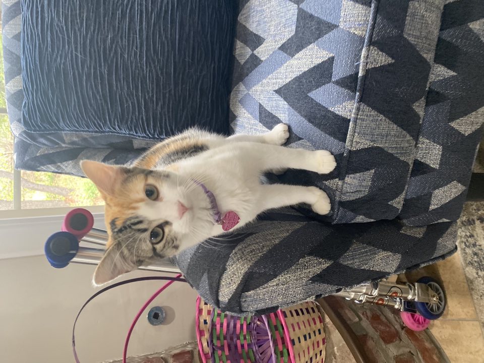 Calico cat standing on a blue chair in sunlight