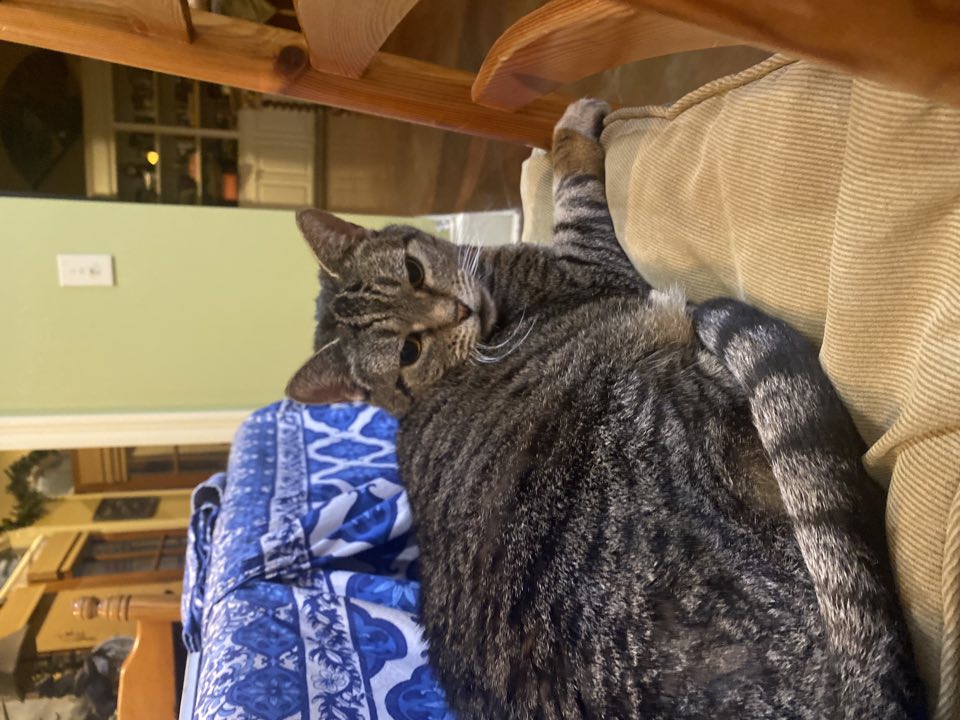 Striped tabby cat reclining on a dining chair