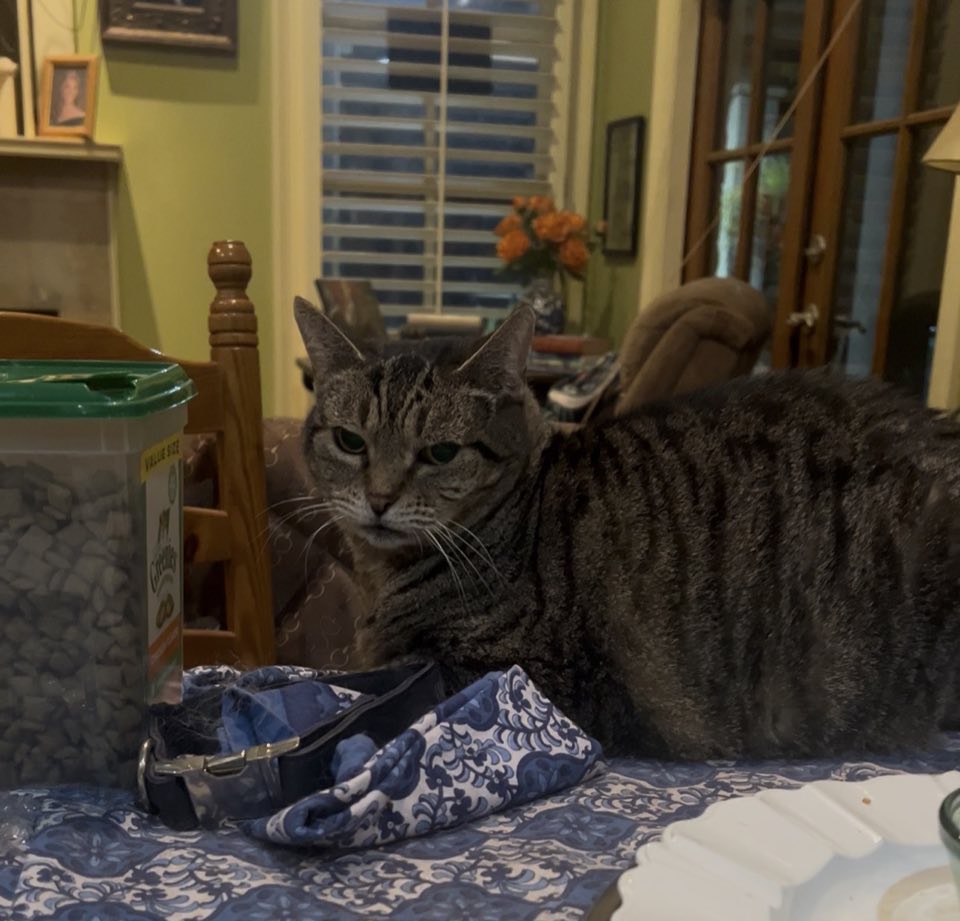 Tabby cat relaxing comfortably indoors