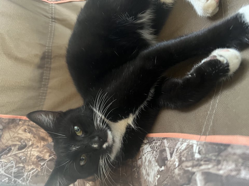 Black and white cat resting on a cushioned chair
